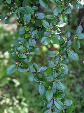 Güzel taze ağaç yaprakları ve tomurcukları baharda