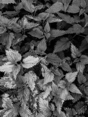 Ormanda taze ısırgan otu yapraklarının yakın plan çekimi. 