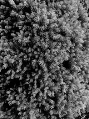 İlkbaharda güzel köknar dalları 