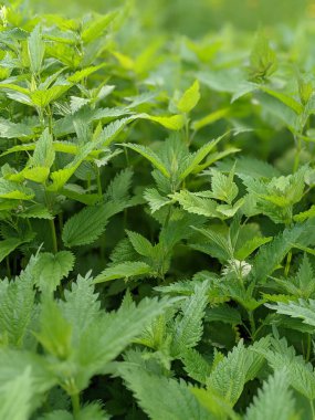 Ormandaki taze ısırgan otu yapraklarını yakın çekim 