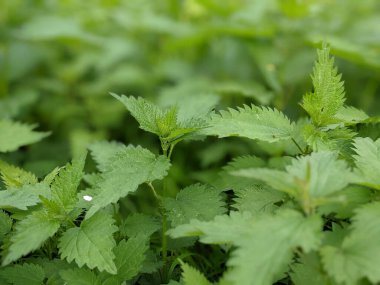 Ormanda taze ısırgan otu yapraklarının yakın plan çekimi. 