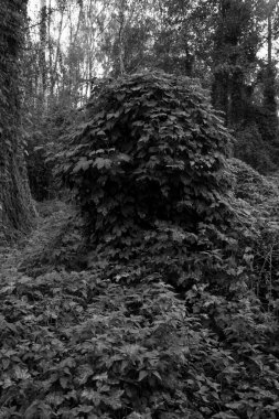 İlkbaharda ormanda yaprakları olan güzel ağaçlar