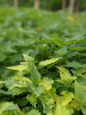 Ormanda taze ısırgan otu yapraklarının yakın plan çekimi. 