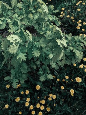 Parkta taze karahindiba karahindibalarının yakın plan çekimi.