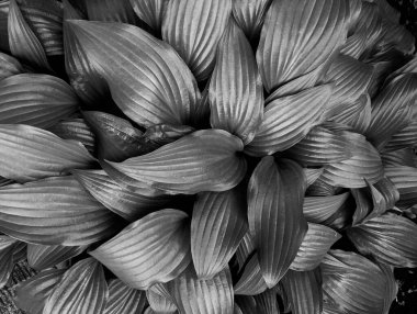 Parkta taze yaprakların yakın plan çekimi.