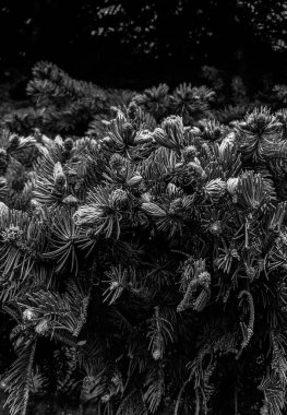 Çam dalları, doğa. 