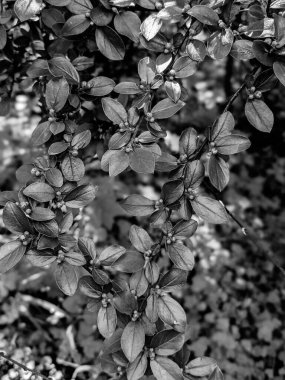 Güzel taze ağaç yaprakları ve tomurcukları baharda