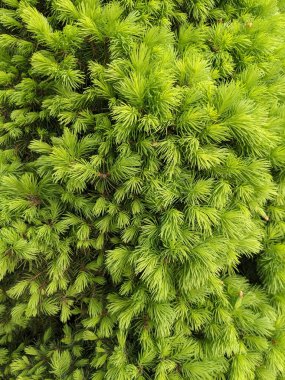 İlkbaharda güzel köknar dalları 