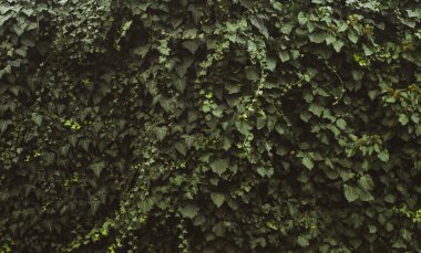 İlkbaharda büyüyen güzel bitkiler 