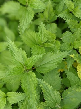 Ormanda taze ısırgan otu yapraklarının yakın plan çekimi. 