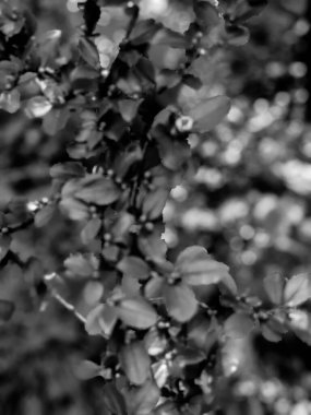 Güzel taze ağaç yaprakları ve tomurcukları baharda