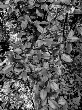 Güzel taze ağaç yaprakları ve tomurcukları baharda