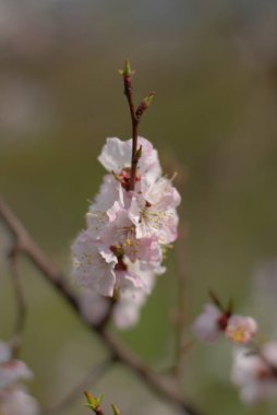 Güzel beyaz ağaç baharda çiçek açar.
