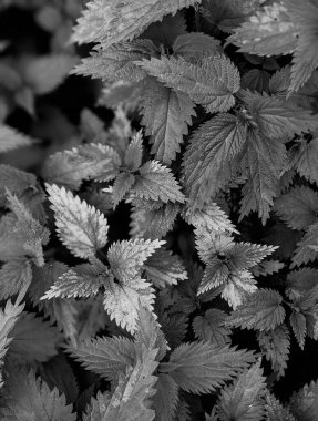 Ormanda taze ısırgan otu yapraklarının yakın plan çekimi. 