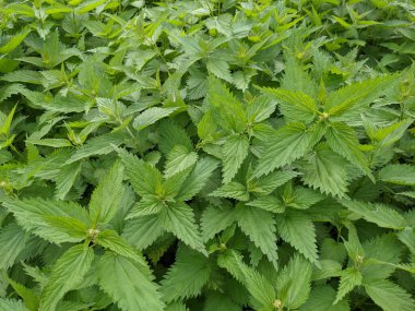 Ormandaki taze ısırgan otu yapraklarını yakın çekim 