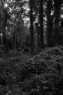 İlkbaharda ormanda yaprakları olan güzel ağaçlar