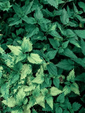 Ormanda taze ısırgan otu yapraklarının yakın plan çekimi. 