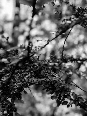 Güzel taze ağaç yaprakları ve tomurcukları baharda