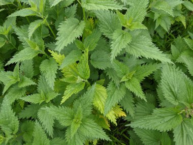 Ormandaki taze ısırgan otu yapraklarını yakın çekim 