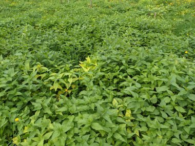 Ormanda taze ısırgan otu yapraklarının yakın plan çekimi. 