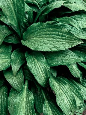 Parkta taze yaprakların yakın plan çekimi.