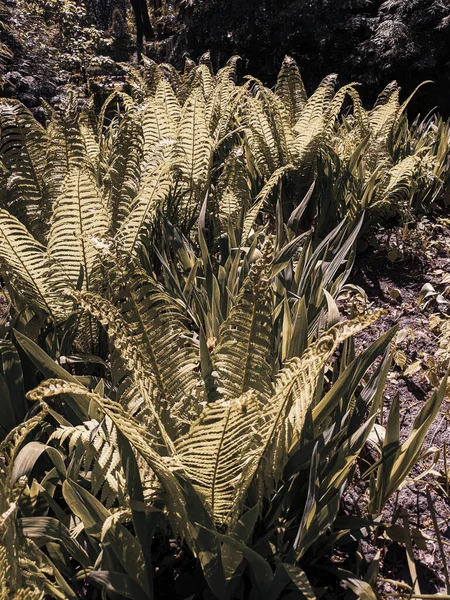 Zbliżenia Świeżych Liści Paproci Lesie — Zdjęcie stockowe