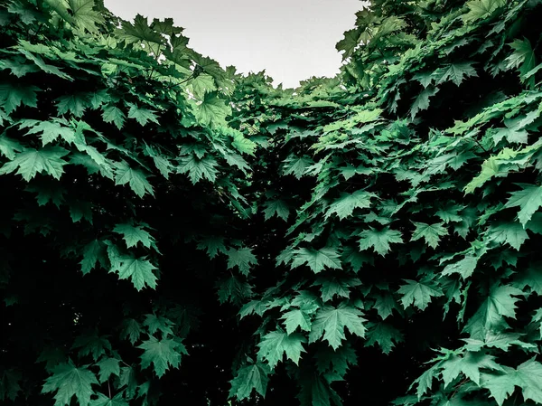 Vackra Trädgrenar Våren — Stockfoto