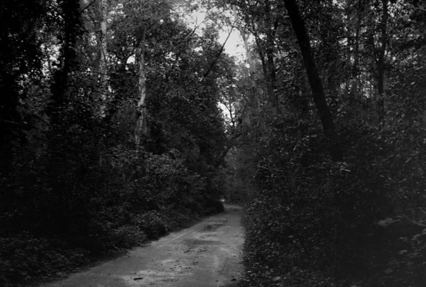 Beautiful Trees Leaves Spring Forest — Φωτογραφία Αρχείου