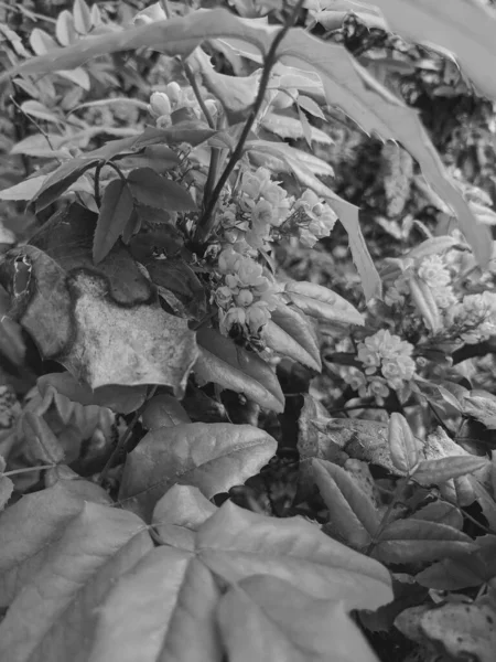 Крупним Планом Знімок Свіжих Листя Квітів Парку — стокове фото