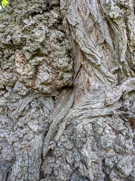 Gros Plan Arbre Tronc Texture Fond Bois — Photo