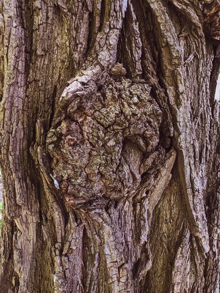 Close Tree Trunk Texture Background Wood — Stock Photo, Image