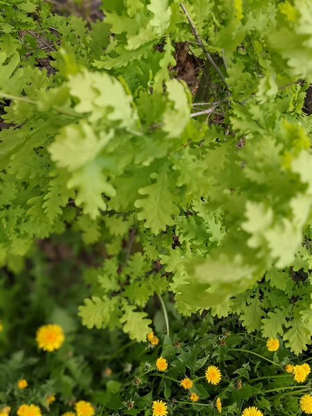 Close Shot Fresh Dandelions Park — Stock Photo, Image