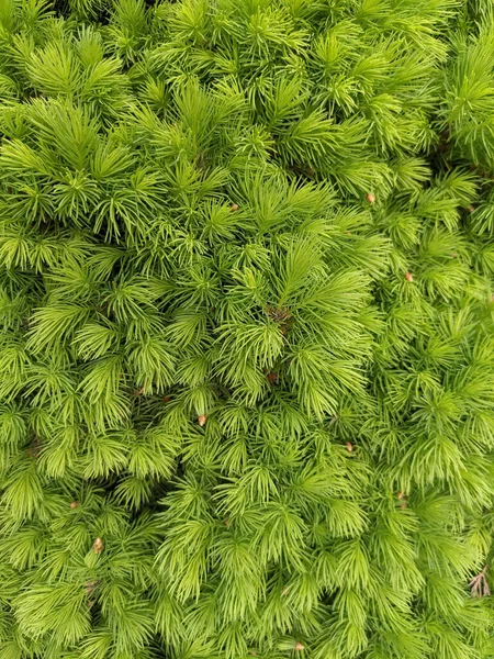 Mooie Dennenbomen Takken Het Voorjaar — Stockfoto