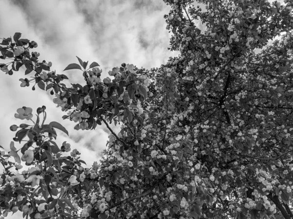 Vackra Trädgrenar Med Blad Och Blommor Våren — Stockfoto