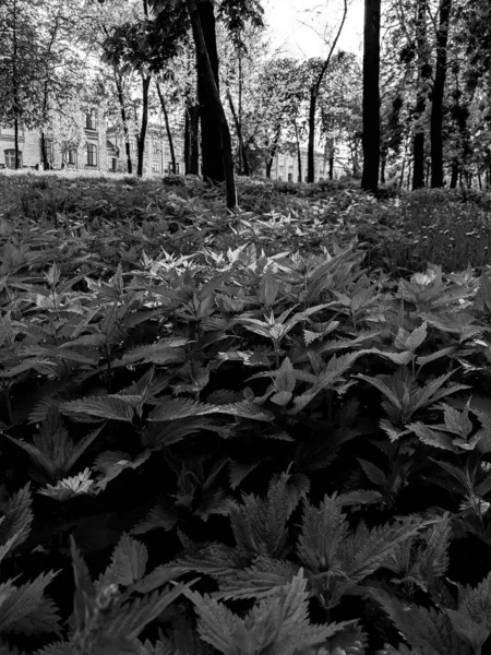 Tiro Perto Folhas Urtiga Frescas Parque — Fotografia de Stock