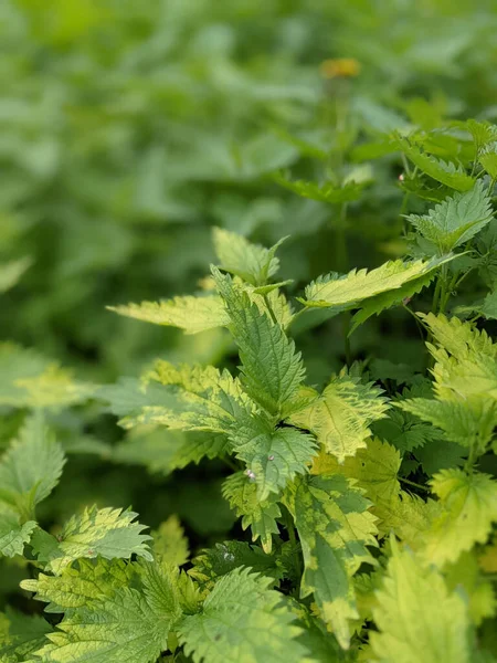 Primer Plano Hojas Ortiga Fresca Bosque — Foto de Stock