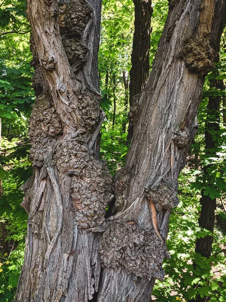 Close Boomstam Hout — Stockfoto