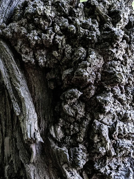 Nahaufnahme Baumstamm Textur Hintergrund Holz — Stockfoto