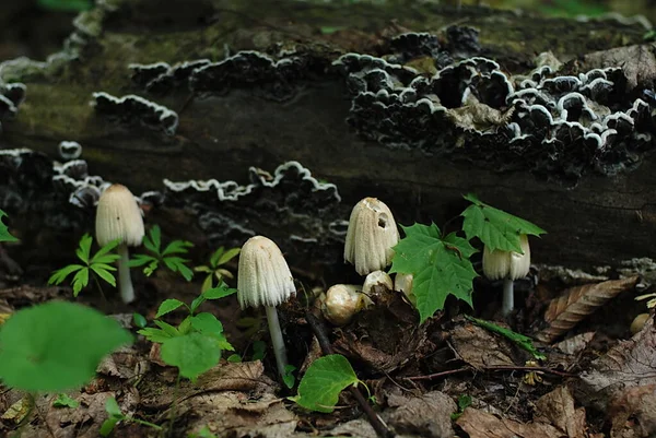 Paddenstoelen Het Bos Close — Stockfoto