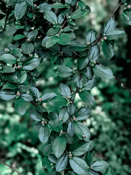 Schöne Frische Blätter Und Knospen Frühling — Stockfoto