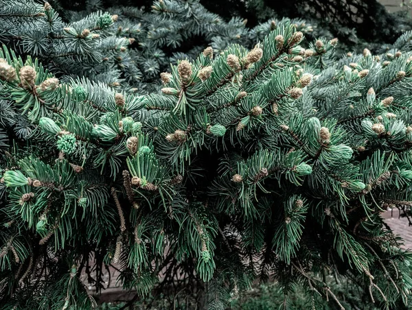 Bellissimi Rami Abete Primavera — Foto Stock