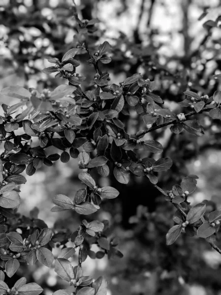 Belas Folhas Árvores Frescas Botões Primavera — Fotografia de Stock