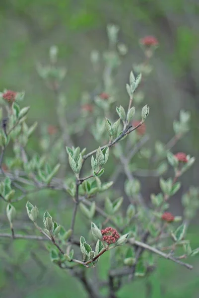 Hermosas Ramas Árboles Con Hojas Primavera —  Fotos de Stock