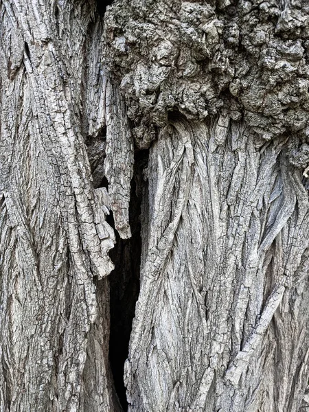 Vicino Albero Tronco Texture Sfondo Legno — Foto Stock