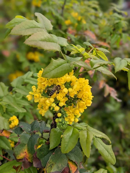 Nahaufnahme Von Frischen Blättern Und Blumen Park — Stockfoto