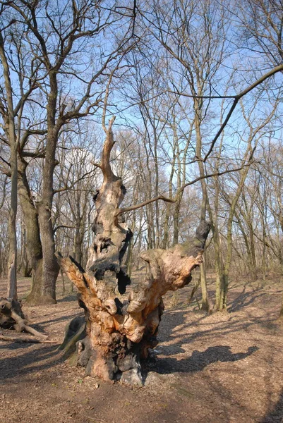 Παλιό Δέντρο Στο Δάσος Φύση — Φωτογραφία Αρχείου