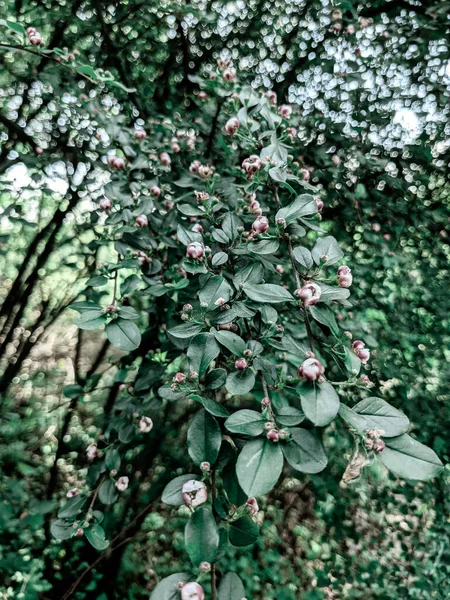 Piękne Świeże Liście Drzew Pąki Wiosną — Zdjęcie stockowe