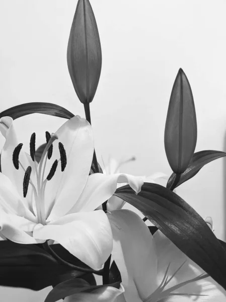 Lindos Lírios Brancos Flores Close — Fotografia de Stock