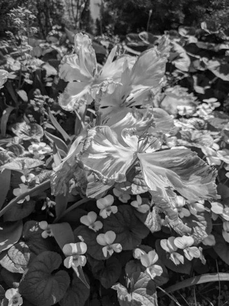 春に成長する美しいチューリップ — ストック写真
