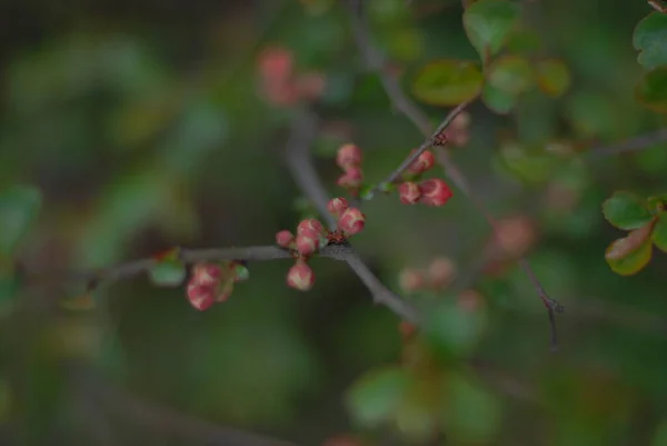 Vackra Trädgrenar Med Blad Och Blommor Våren — Stockfoto